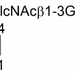 Lacto-N-fucopentaose II-L503